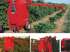 Colhedoras de café case ih express 100 e 200